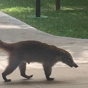 Meet your Posher, Priscilla